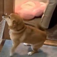 嬉しさ爆発