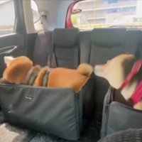 柴ドリル
