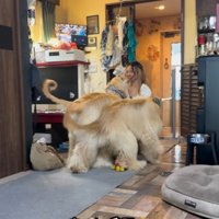 長女の顔を舐める大型犬