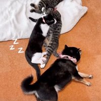 みんなでお昼寝