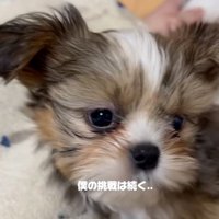 お手ができなかったこげまるくん