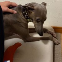 顔を上げるプットくん