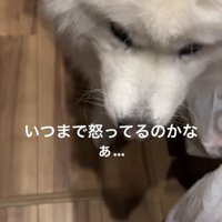 うつむく犬