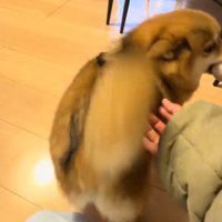 女性に撫でられてしっぽを振る犬