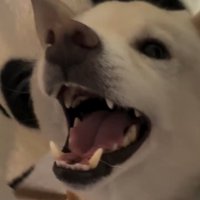 にっこりする犬2