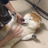 ふたりの獣医に撫でられて幸せそうな表情をする犬