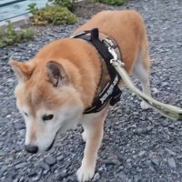 砂利道を歩く信長くん