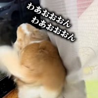 喜ぶチワワさん