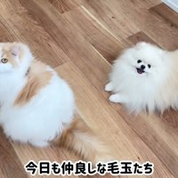 ポテチくんとレモンさんの再会