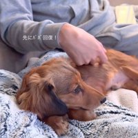 パパとママに寄り添うビッシュちゃん8