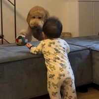 赤ちゃんの方へ歩いて行く犬