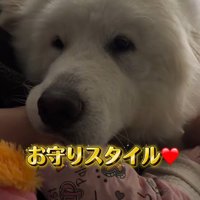 一緒に寝る光景にホッコリ