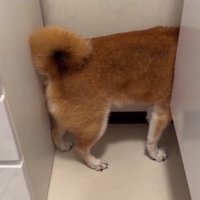 また隙間に入ったロックくん