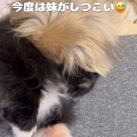 念入りに匂いをチェック中