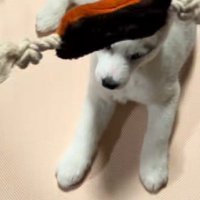 キャッチはできません！