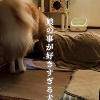 寝ている女性の周囲をうろつく秋田犬