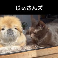 一緒に日向ぼっこ中。