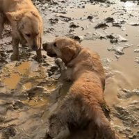 泥の中で遊ぶ大型犬
