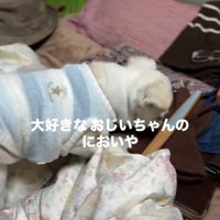 ベッドの上をにおう犬
