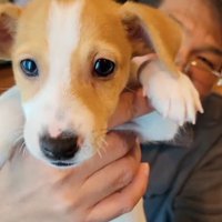 男性に抱き上げられる子犬