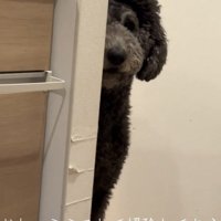 壁越しに見つめる犬