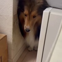 陰から見守るメイちゃん