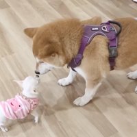 鼻を近づけあう子犬と柴犬