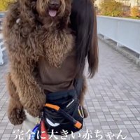 自認：小型犬