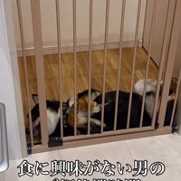 ご飯を待たない柴犬