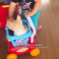 ドライブごっこを楽しんでいた