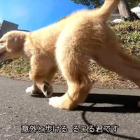 軽やかな足取りでトコトコ♪