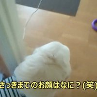 ギンちゃんの表情の変化8