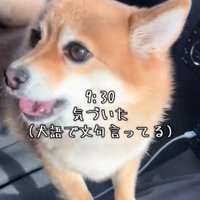 文句を言う犬