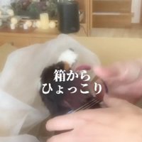 カイちゃんの人形が届いた
