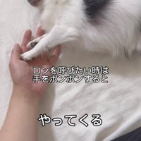 手のひらにタッチしている犬