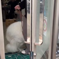 入口に足を踏み入れる犬