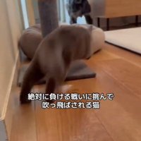 飛び出す猫