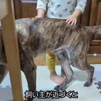 飼い主が近づくと離れていく犬