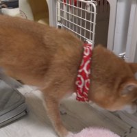 「あ！ここから入れるじゃん」
