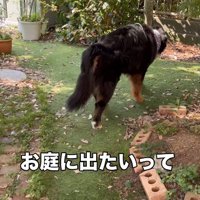 亡くなる前日のBaileyちゃん