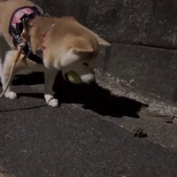 道に落ちている松ぼっくりを見つめる犬