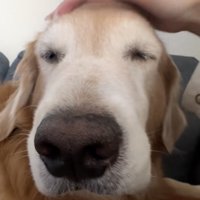 撫でられてもこの表情…