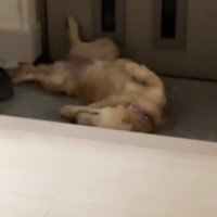 玄関で寝ていました