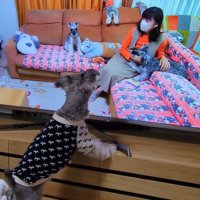 テレビに自分が出た時の風太くん3