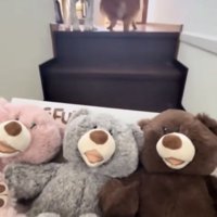2匹の子犬とおもちゃ