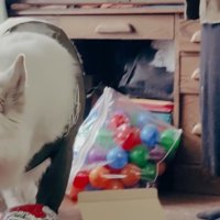 BJ くんに「お風呂入る？」と聞いたら9