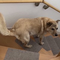 飼い主さんと一緒に