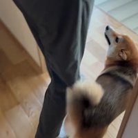 大好きなおじさんが来た時のはちちゃん8