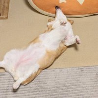 わんこが仰向けになったら…