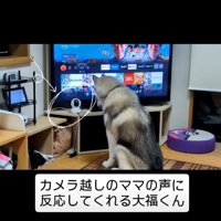 カメラを見る犬5